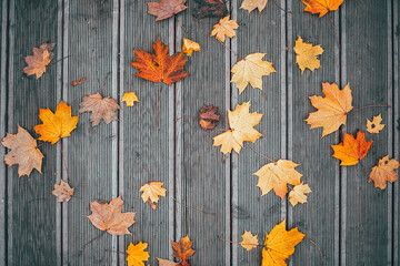 autumn leaves on wooden background