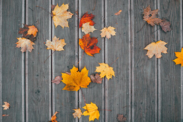 autumn leaves on wooden background