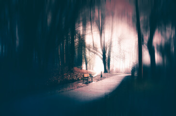 Magic, mysterious forest with trees in fog. Halloween concept