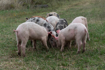 A herd of piglets of various colors stand in a circle on the pasture and graze the grass during a cloudy day