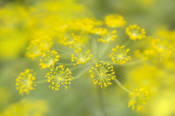 Yellow flower of dill in the garden, yellow dill close up, summer day.