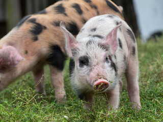 Close-up of a cute little pig with a pink snout and ears, white bristles with black polka dots on a...