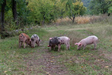 A herd of piglets of various colors graze the grass in the village, healthy piglets walk freely on the property