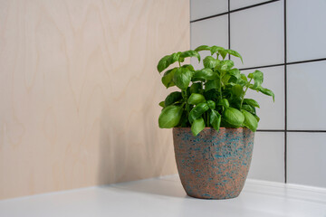 Fresh basil in an earthenware pot on the counter in a modern kitchen