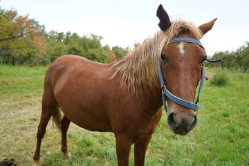 Obraz premium A horse grazes in an apple orchard