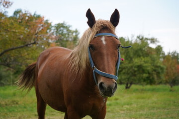 Obraz premium A horse grazes in an apple orchard