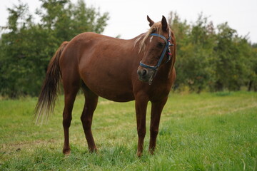 Obraz premium A horse grazes in an apple orchard