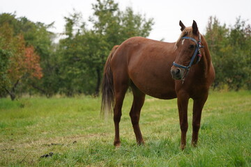Fototapeta premium A horse grazes in an apple orchard