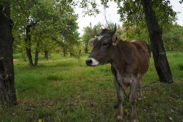Naklejka na ściany i meble A cow grazes in an apple orchard