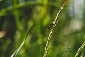 insect on the grass