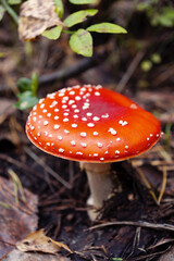 Amanita. Bright mushroom, poisonous mushroom. Commonly known as the fly agaric or fly amanita. Poisonous red mushroom in the forest.