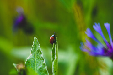ladybug on flower