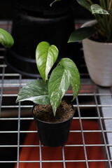 Epipremnum Pinatum Variegated