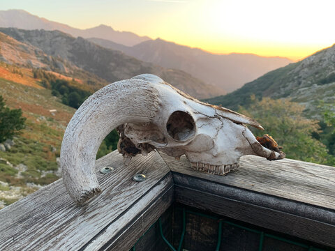 Crâne de mouflon corse