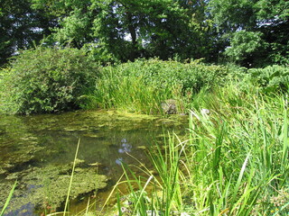 Teich Berggarten Hannover
