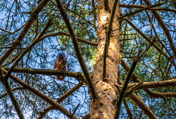 Squirrel sitting on the branch of a spruce tree with blue sky in the background