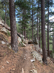 Troncs d'arbres sur le GR20 Corse