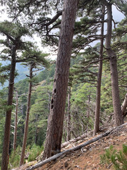 Troncs d'arbres sur le GR20 Corse