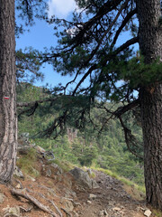 Troncs d'arbres sur le GR20 Corse