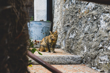 cat in th old town