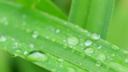 Shot of Droplet Falling from Fresh transparent dew. Morning diffuse lighting.