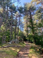 Fototapeta premium Sentier forestier sur le GR20 sud Corse