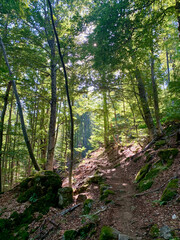 Sentier forestier sur le GR20 sud Corse