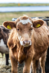 Icelandic cow