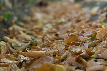 Fallen leaves to the ground in autumn time that offer an orange color on the rest of the leaves which are blurred.