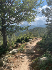 Sentier forestier sur le GR20 sud Corse