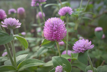 Abstract selective focus photo of  blooming Globe amaranth flower (Gomphrena globosa) in family Amaranthaceae that is tropical annual plant.