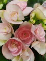 Obraz premium bouquet of roses