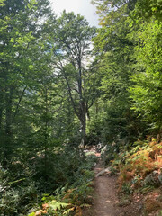 Obraz premium Chemin du GR20 Corse dans les pins