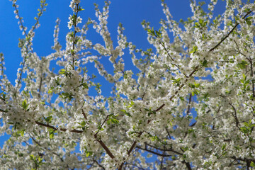 Сherry plum tree flowers. Beautiful branches of white Cherry blossoms in the spring garden on blue sky background. Nature floral pattern texture.