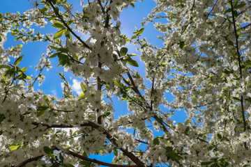 Сherry plum tree flowers. Beautiful branches of white Cherry blossoms in the spring garden on blue sky background. Nature floral pattern texture.