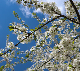 Obraz premium Сherry plum tree flowers. Beautiful branches of white Cherry blossoms in the spring garden on blue sky background. Nature floral pattern texture.