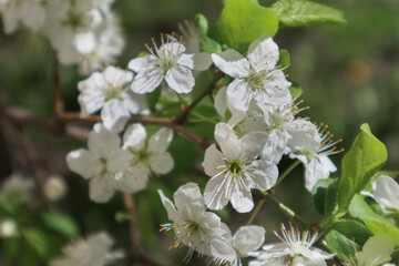 Сherry plum flowers closeup. Beautiful branches of white Cherry blossoms in the spring garden on blue sky background. Nature floral pattern texture.