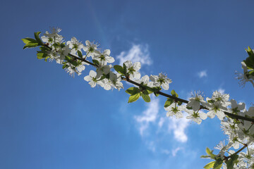 Сherry plum flowers on blue sky background. Beautiful branches of white Cherry blossoms in the spring garden. Nature floral pattern texture.