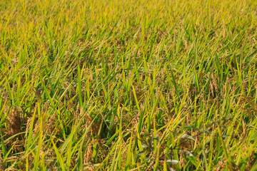 Korean traditional rice farming. Rice farming landscape in autumn. Rice field and the sky in, Gimpo-si, Gyeonggi-do,Republic of Korea.
