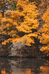 Autumn in the park