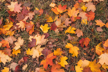 fallen autumn leaves