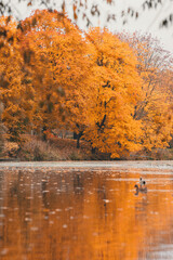Autumn in the park