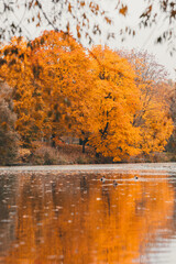 Autumn in the park