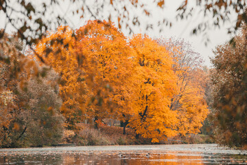 Autumn in the park