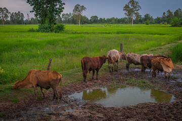 cows eating grass in the field