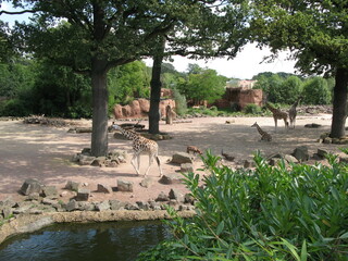 Giraffen Zoo Hannover