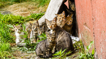 Group of homeless tabby kittens in a city street near the old house