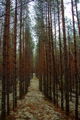 Beautiful autumnal path in forest, among trees and bushes, with yellow leaves, fluffy gray moss and oanga pine needles.