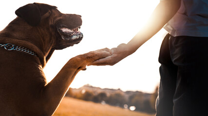 Dog is giving paw to its owner on park at sunset - Love between humans and animals concept