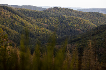 a forest countryscape in hesse germany